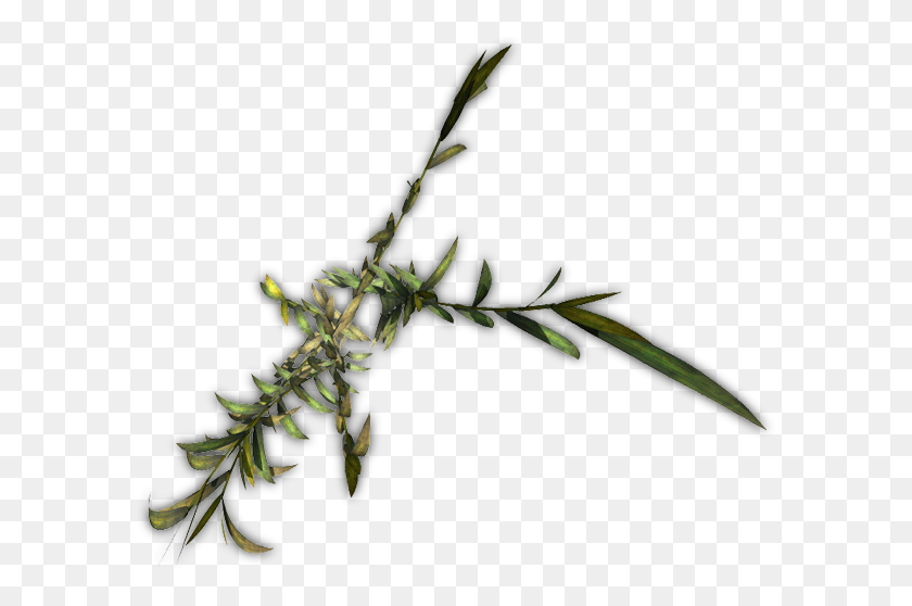 592x498 Bamboo Jcd H Herb, Plant, Flower, Blossom HD PNG Download