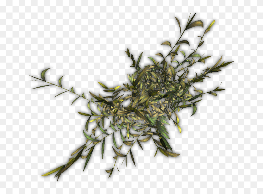 673x560 Бамбук Jcd I Травянистое Растение, Куст, Растительность, Лист Hd Png Скачать