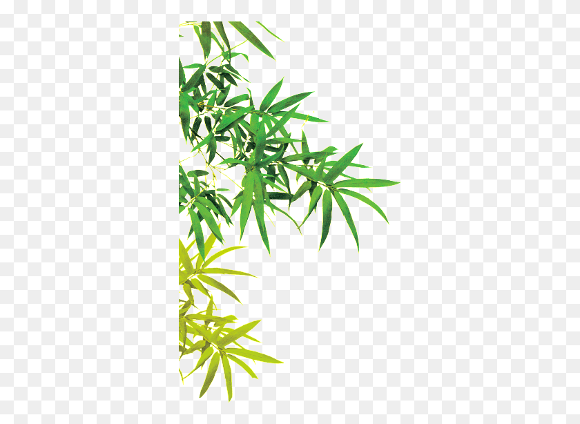 324x554 Bamboo Leaf China Bamboo, Plant, Hemp, Vegetation HD PNG Download