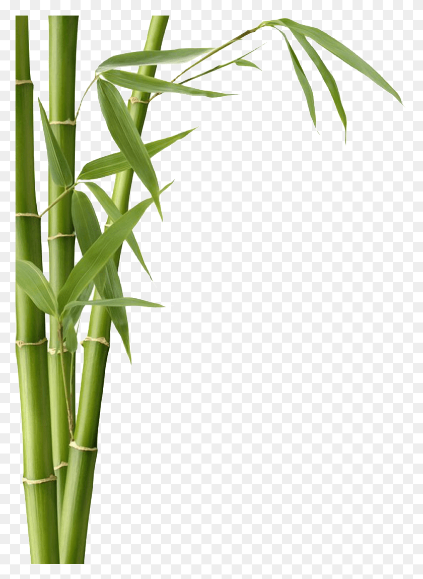 1016x1419 Bamboo Leaves, Plant HD PNG Download
