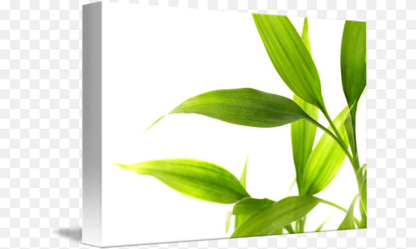 646x503 Bamboo Leaves Isolated By Leaf, Plant, Green Sticker PNG