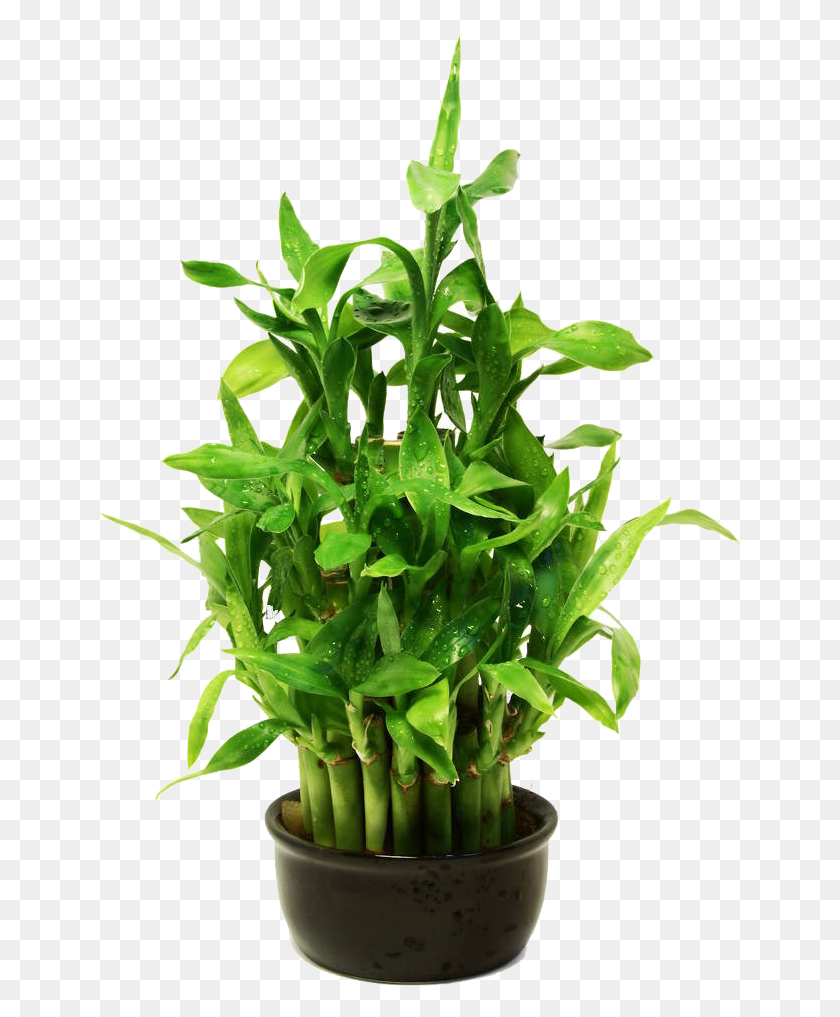 650x957 Bamboo Plants, Plant, Leaf, Flower HD PNG Download