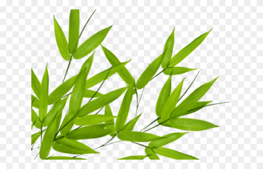 640x480 Бамбук Прозрачные Изображения Зеленые Листья, Растение, Агавовые, Цветок Png Скачать