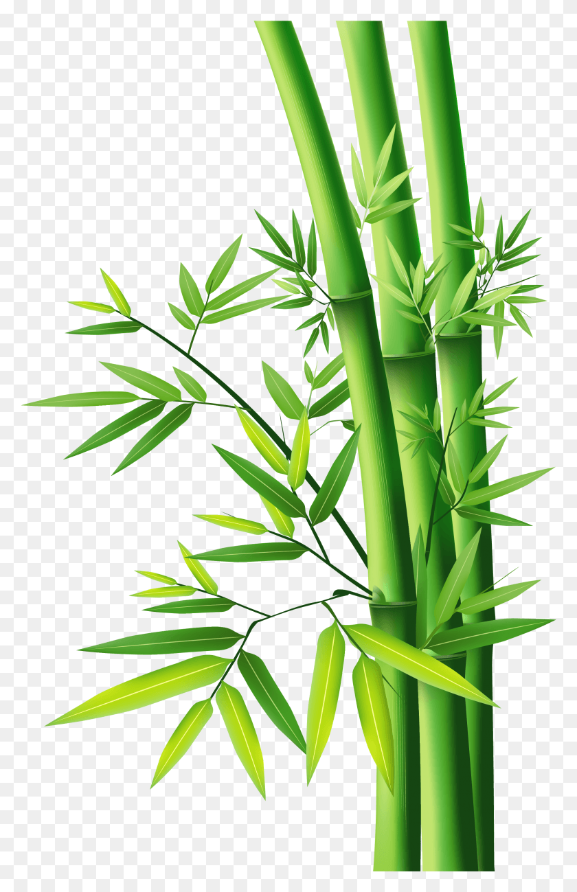2082x3308 Бамбук Векторный Клипарт Бамбук, Растение, Побеги Бамбука, Овощи Hd Png Скачать