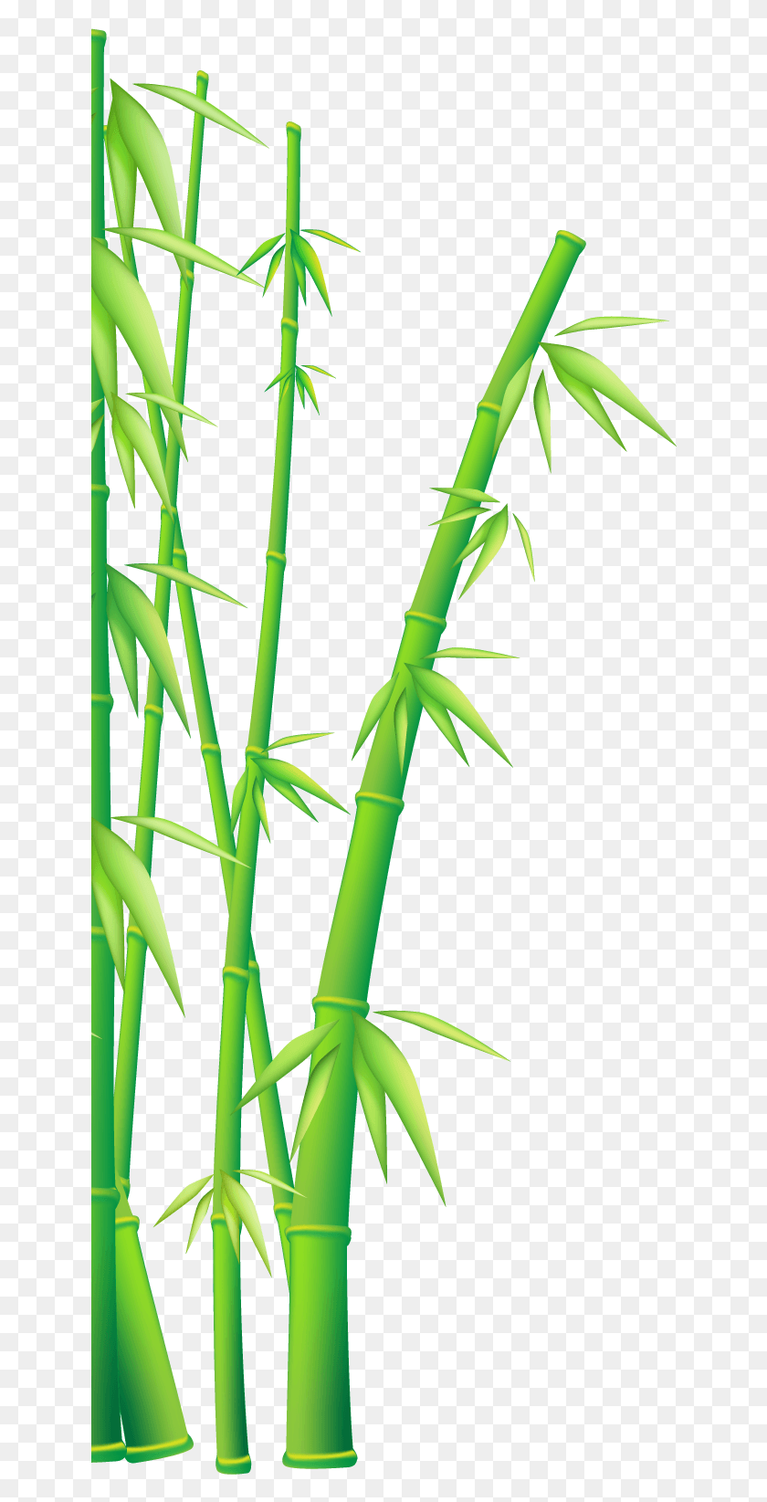 642x1585 Bamboo Vector Clipart Kung Fu Panda Bamboo, Plant HD PNG Download