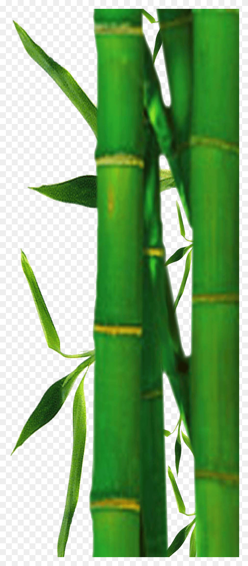 945x2250 Descargar Png / Bamboobg 01R Real De Bambú, Planta Hd Png