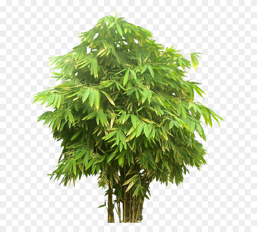 632x700 Bambu Collection 01 Деревья Вверх, Дерево, Растение, Клен Hd Png Скачать