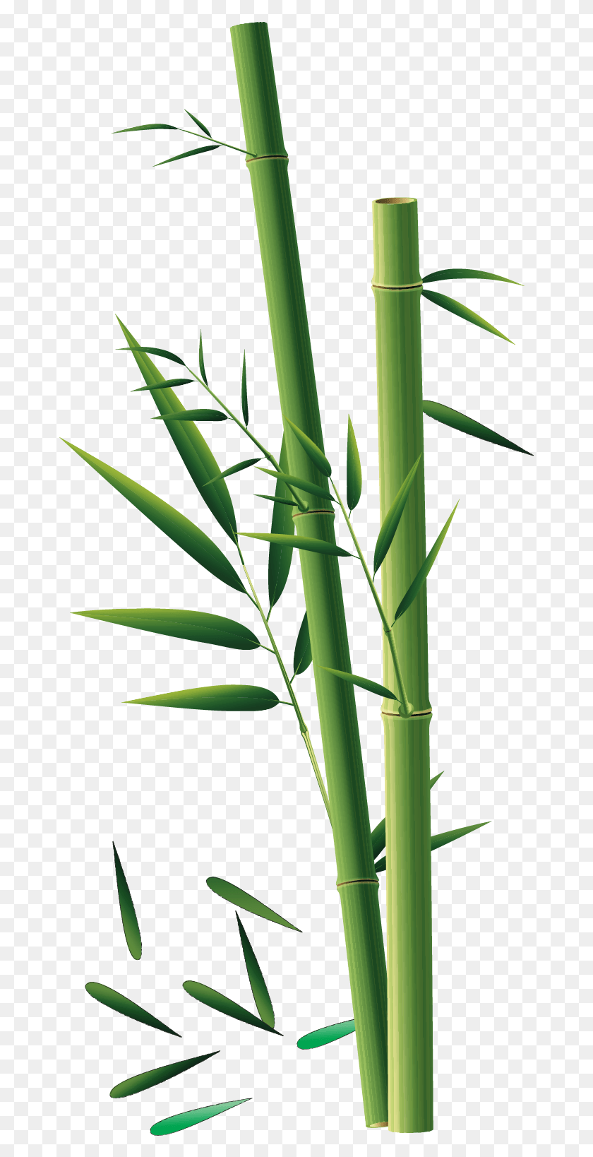 674x1578 Bambuk, Plant, Bamboo HD PNG Download