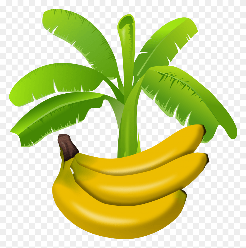 2158x2173 Banana, Fruit, Plant, Food HD PNG Download