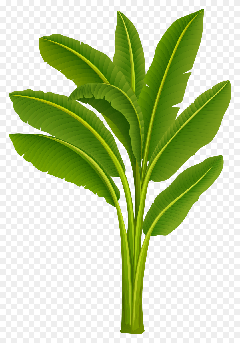 3393x4948 Лист Банана, Растение, Зеленый, Прожилки Hd Png Скачать