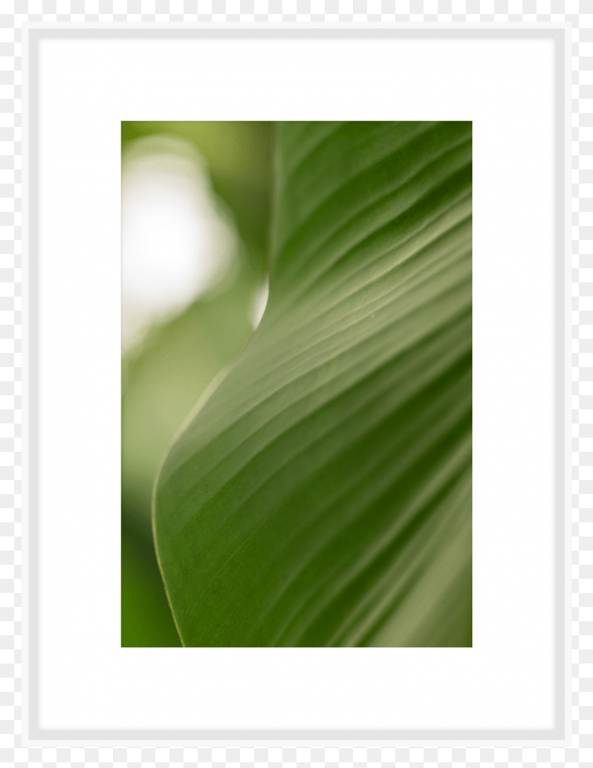 1517x2001 Banana Leaf, Plant, Produce, Food HD PNG Download