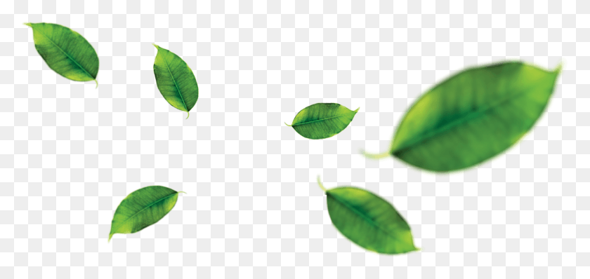 1486x645 Листья Банана, Лист, Растение, Зеленый Hd Png Скачать