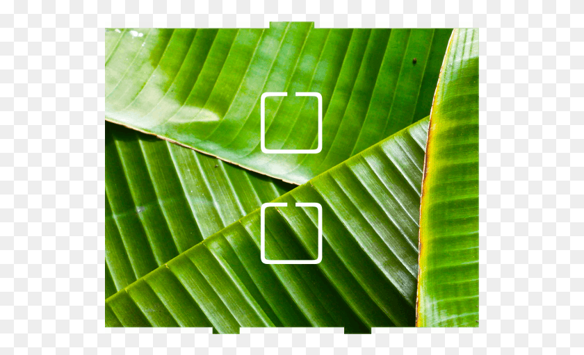 539x451 Banana Leaf 2 Onoff Ensete, Hoja, Planta, Verde Hd Png
