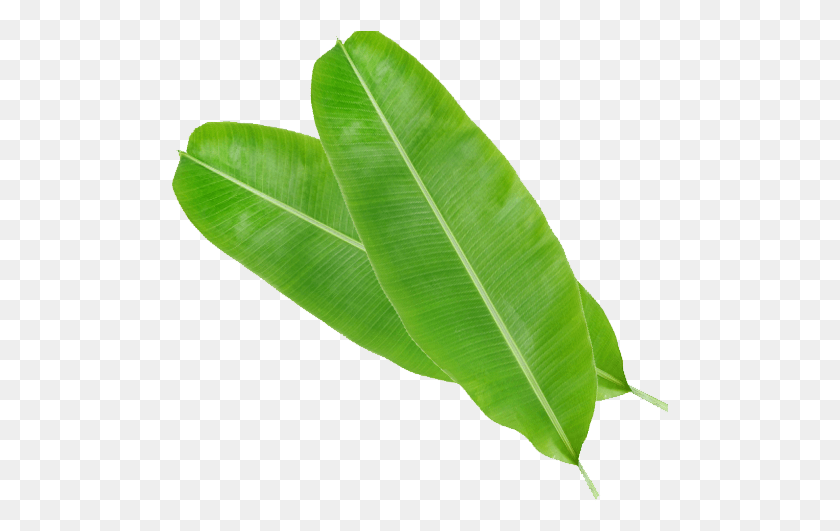 497x471 Banana Leaves Bay Laurel, Leaf, Plant, Green HD PNG Download