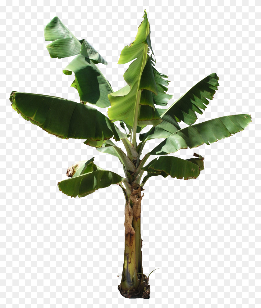 1704x2038 Банановое Дерево Текстура Банановое Дерево Растение, Лист, Annonaceae, Пальмовое Дерево Png Скачать