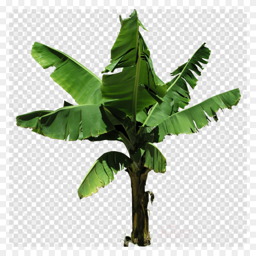 900x900 Descargar Png / Planta De Plátano Png