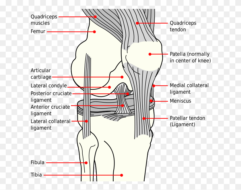 629x601 Band Of Connective Tissue That Connects The Patella Ligaments Of The Knee, Plot, Diagram, Neck HD PNG Download