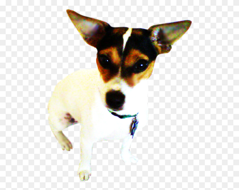 514x607 Bandit Toy Fox Terrier, Dog, Pet, Canine HD PNG Download
