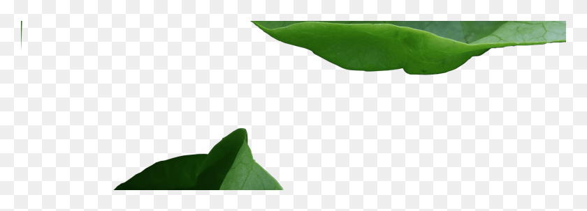 1920x600 Баннер 1 Дерево, Растение, Лист, Зеленый Hd Png Скачать