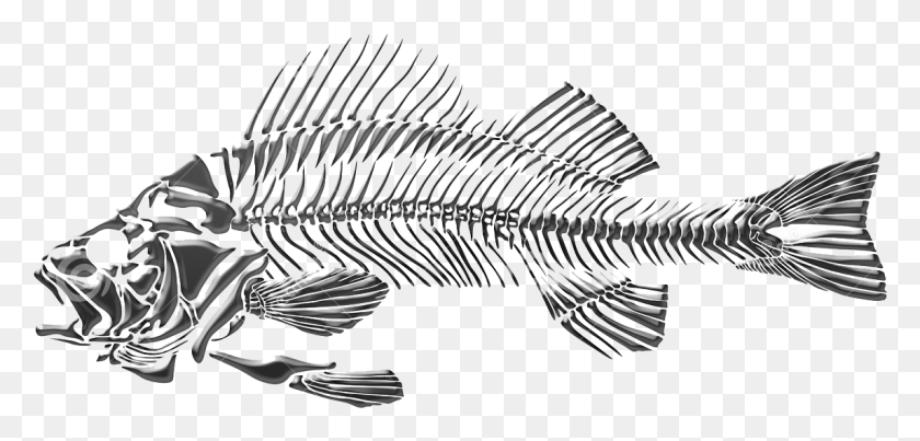 1145x504 Баннер Черно-Белая Рыба Мертвая Прозрачная Рыба, Скелет, Ископаемые Hd Png Скачать