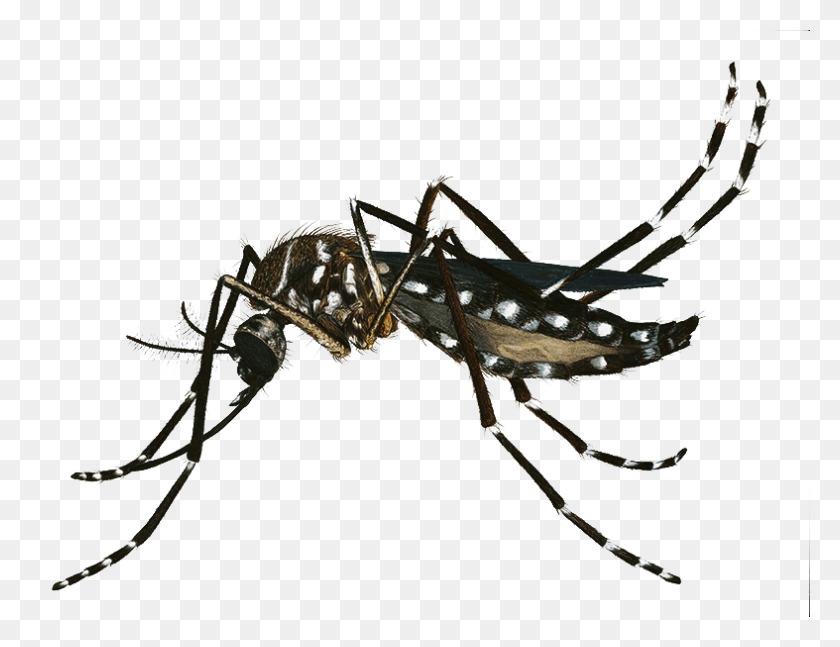 787x593 Descargar Png / Mosquito Aedes Aegypti, Insecto, Invertebrado, Animal Hd Png