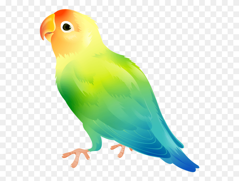 564x575 Descargar Png Banner Freeuse Library Parrot Clip Art Image Gallery Agapornis, Pájaro, Animal, Periquito Hd Png