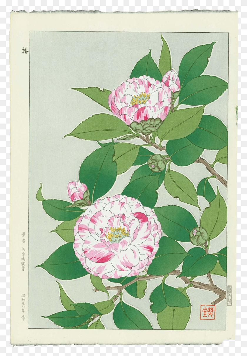 1384x2042 Banner Freeuse Shodo Kawarazaki Camellias Painting, Растение, Цветок, Цветение Hd Png Скачать
