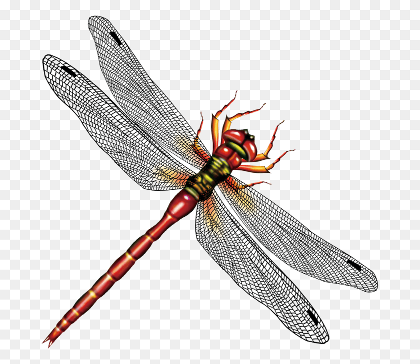 675x669 Banner Freeuse Stock Dragonfly Insect Computer File, Invertebrate, Animal, Anisoptera HD PNG Download