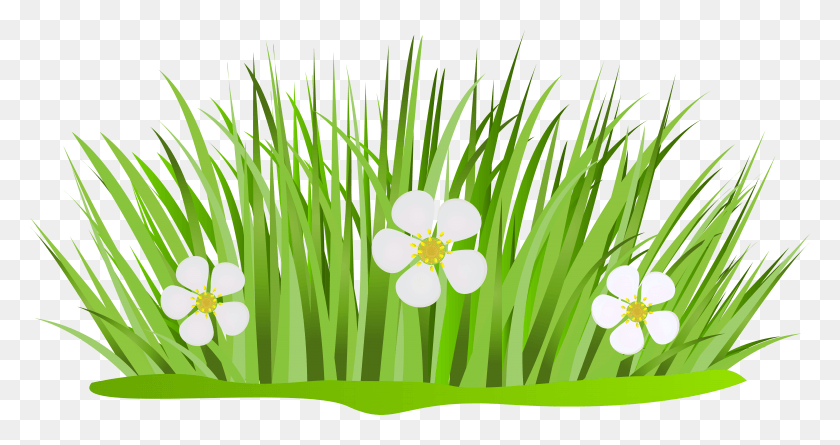 7765x3836 Banner Library Collection Of Patch High Quality Free, Plant, Flower, Blossom HD PNG Download