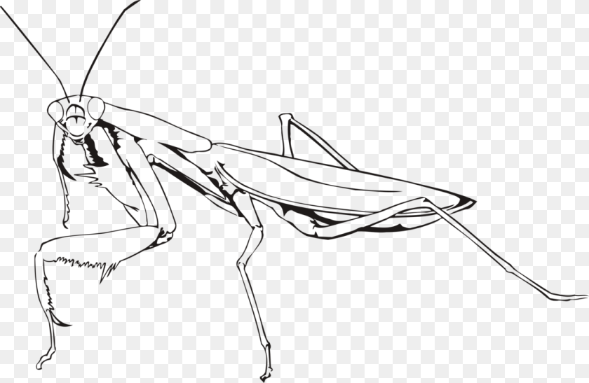 1152x750 Banner Library Insect European Chevrolet Commercial Praying Mantis Line Drawing, Animal, Grasshopper, Invertebrate Transparent PNG
