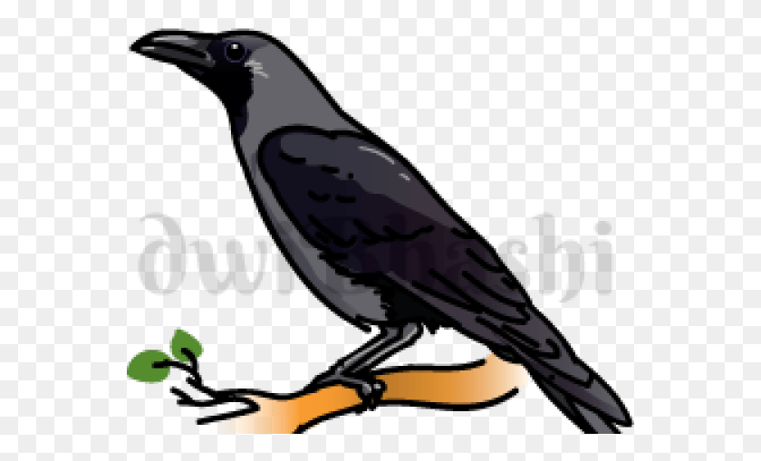 561x449 Banner Biblioteca Stock Crow Clipart Primitive Indian Crow Clipart, Bird, Animal, Blackbird Hd Png