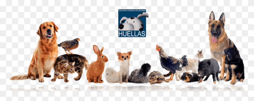 1152x406 Banner Protectora Huellas Animales De Granja Y Mascotas, Pollo, Aves De Corral, Aves Hd Png