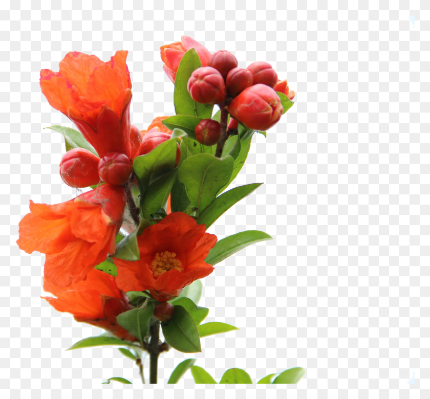 1301x1201 Banner Royalty Free Stock Juice Red Drink A Transprent Pomegranate Flower, Plant, Blossom, Flower Arrangement HD PNG Download
