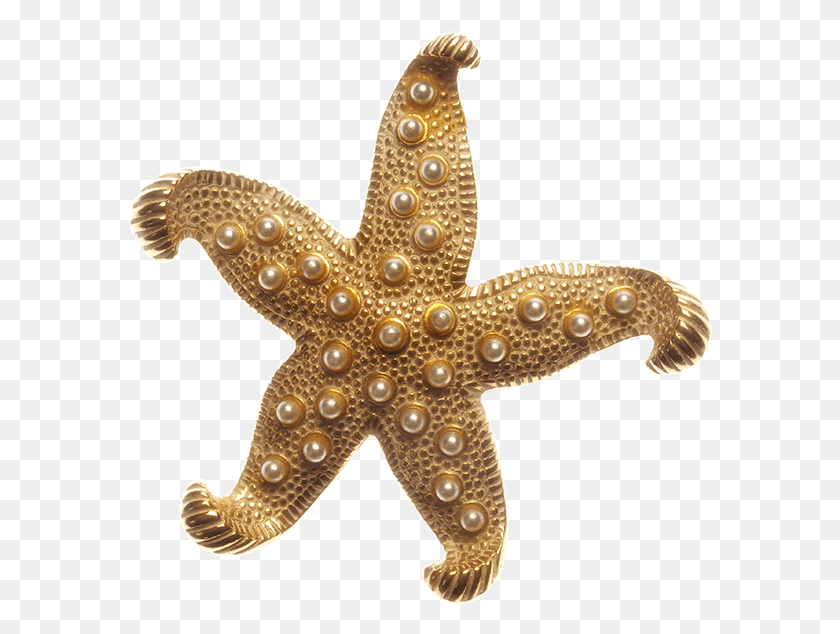 585x574 Descargar Png Banner Estrella De Mar Transparente Oro Estrella De Mar Dorada, Vida Marina, Animal, Invertebrado Hd Png