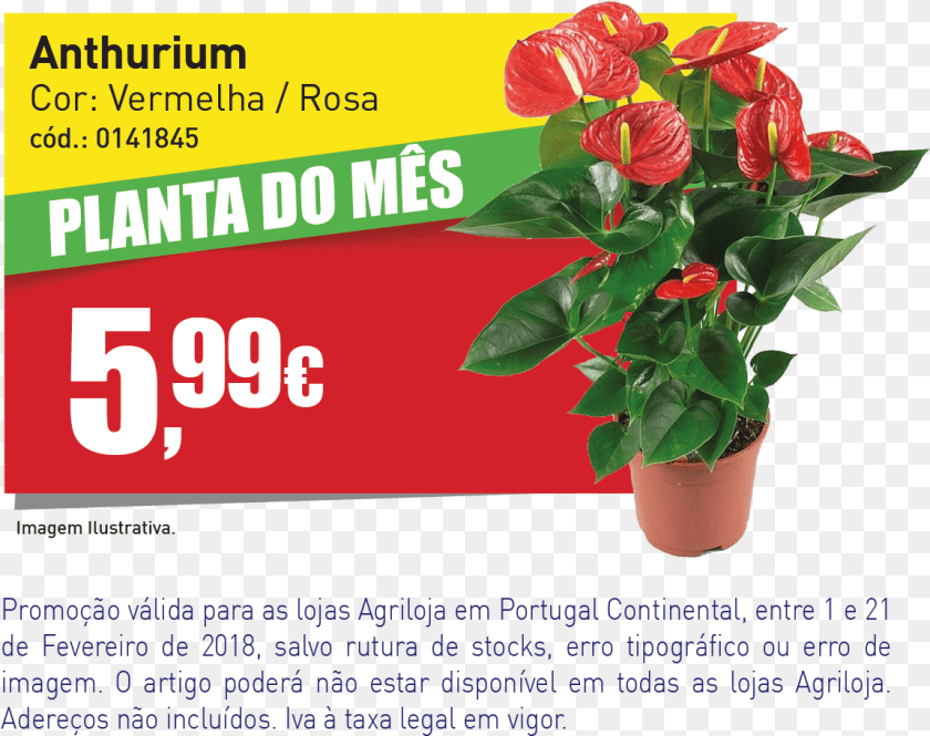 Banner Website Agril Antrio Red Winner, Advertisement, Flower, Plant, Flower Arrangement Clipart PNG