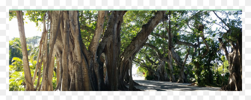 2049x723 Banyan Tree Grove, Planta, Tronco De Árbol, Raíz Hd Png