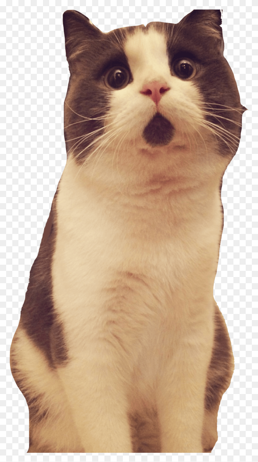846x1564 Banye Surprised Cat Looking Up Cat Picture Transparent Background, Pet, Mammal, Animal HD PNG Download