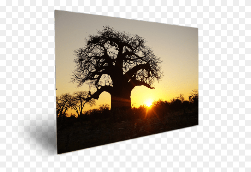 801x529 Baobab Silhouette, Tree, Plant, Outdoors HD PNG Download