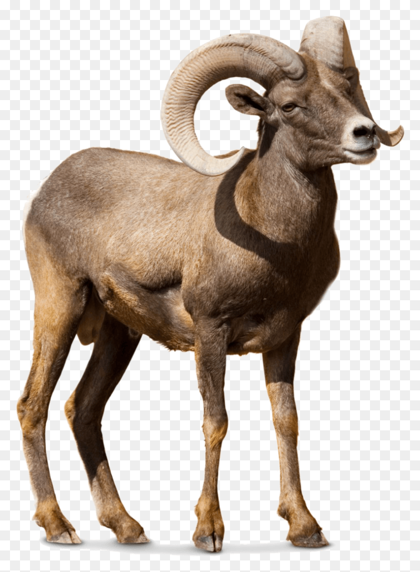792x1100 Barbary Sheep Argali Goat Cattle Big Horn Sheep, Wildlife, Animal, Mammal HD PNG Download
