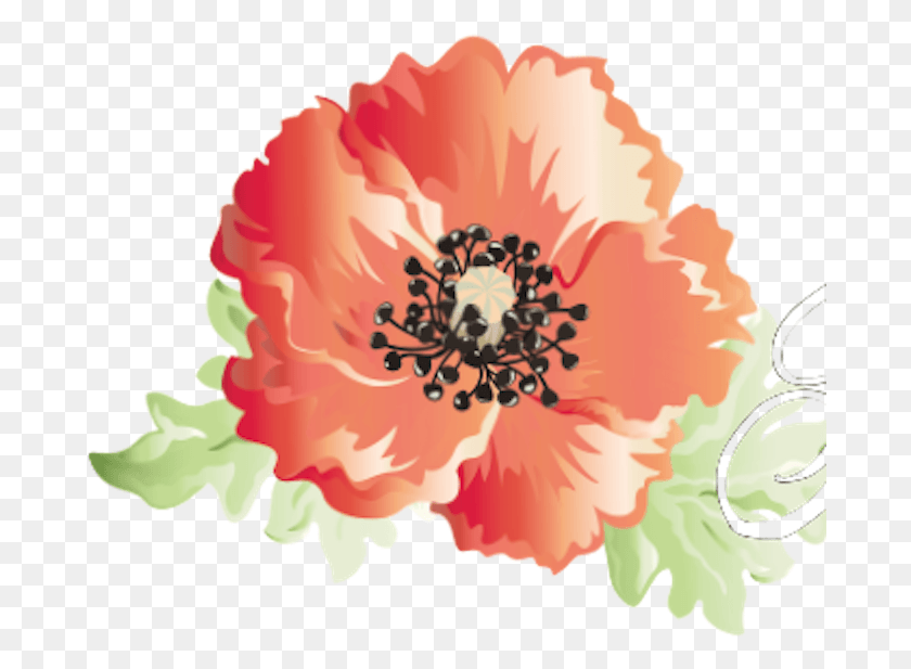 684x557 Barberton Daisy, Plant, Flower, Blossom HD PNG Download