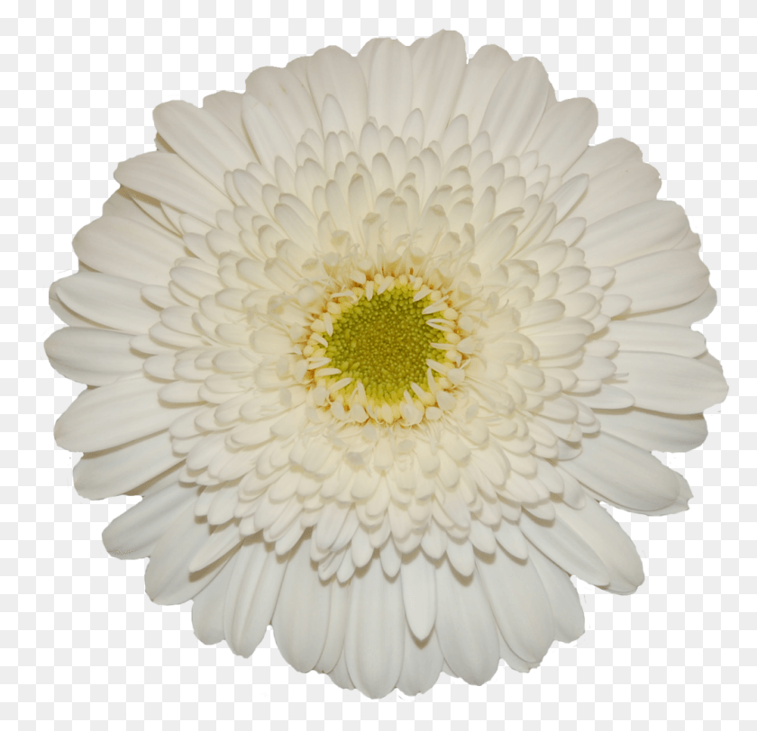 1006x970 Barberton Daisy, Plant, Flower, Blossom HD PNG Download