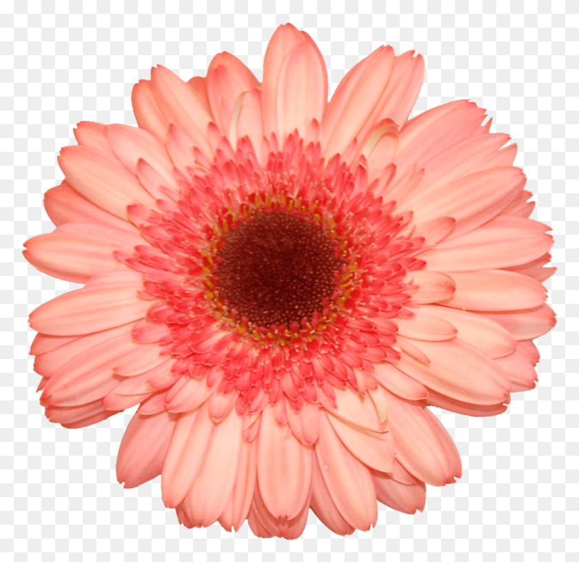 1005x972 Barberton Daisy, Plant, Flower, Blossom HD PNG Download