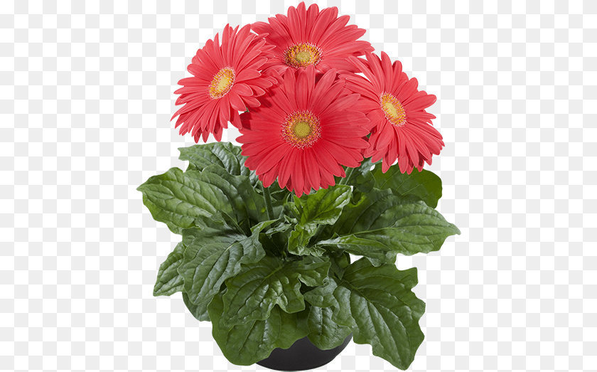 460x523 Barberton Daisy, Flower, Plant, Flower Arrangement, Flower Bouquet Clipart PNG