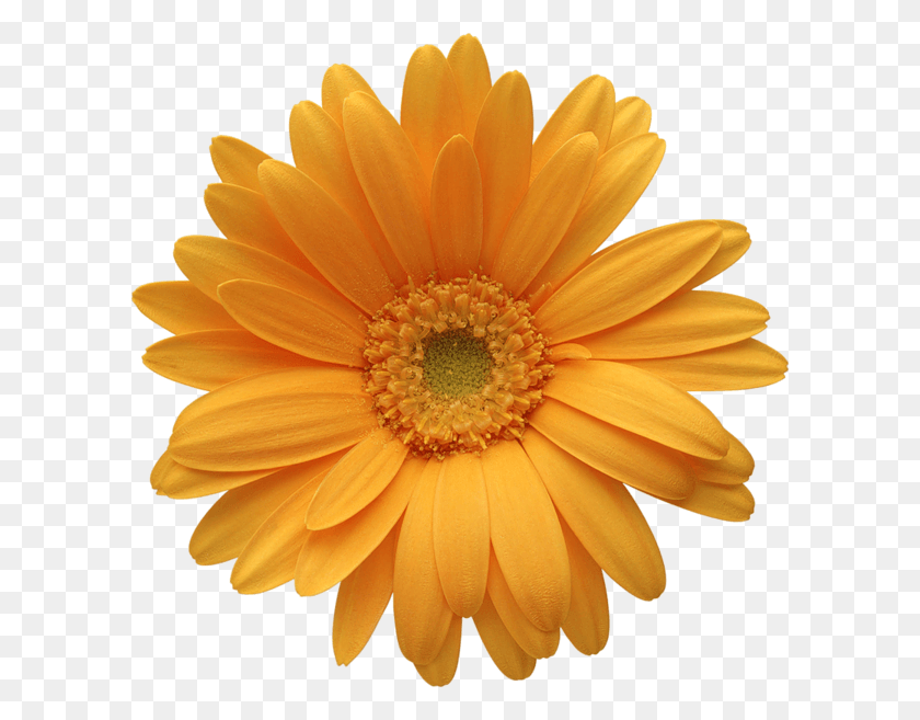 600x597 Barberton Daisy, Plant, Flower, Blossom HD PNG Download