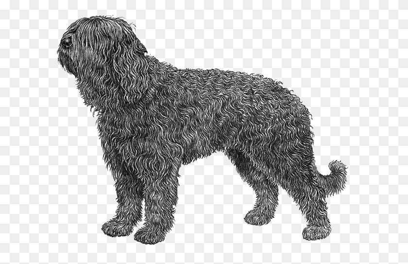 614x483 Barbet Hrvatski Ovar, Perro, Mascota, Canino Hd Png