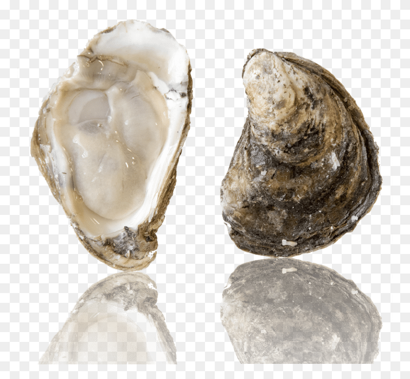 768x716 Barcat Oysters, Seashell, Invertebrate, Sea Life HD PNG Download