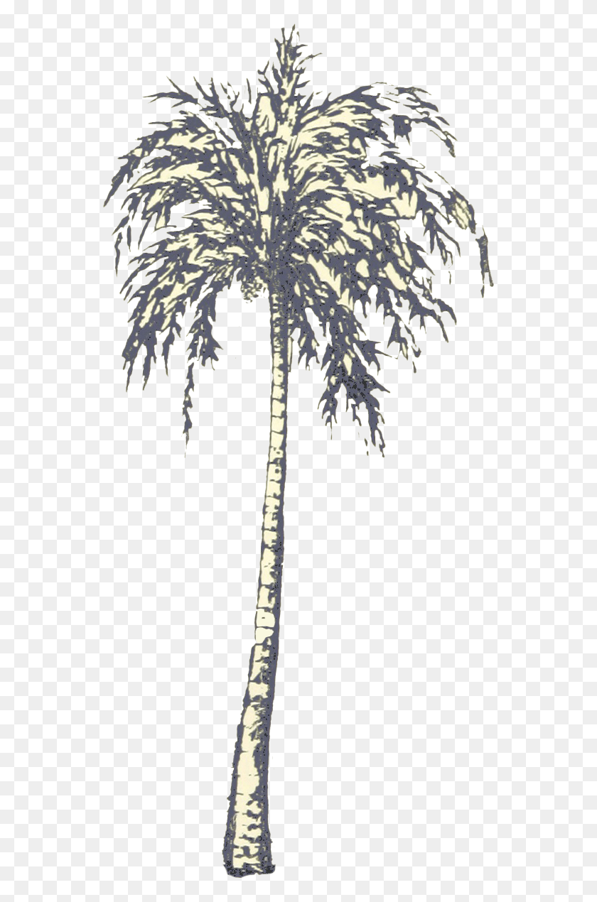 552x1210 Bark Drawing Palm Tree Pond Pine, Tree, Plant, Arecaceae HD PNG Download