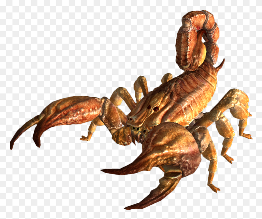 783x646 Bark Scorpion Fallout New Vegas Scorpion, Dinosaur, Reptile, Animal HD PNG Download