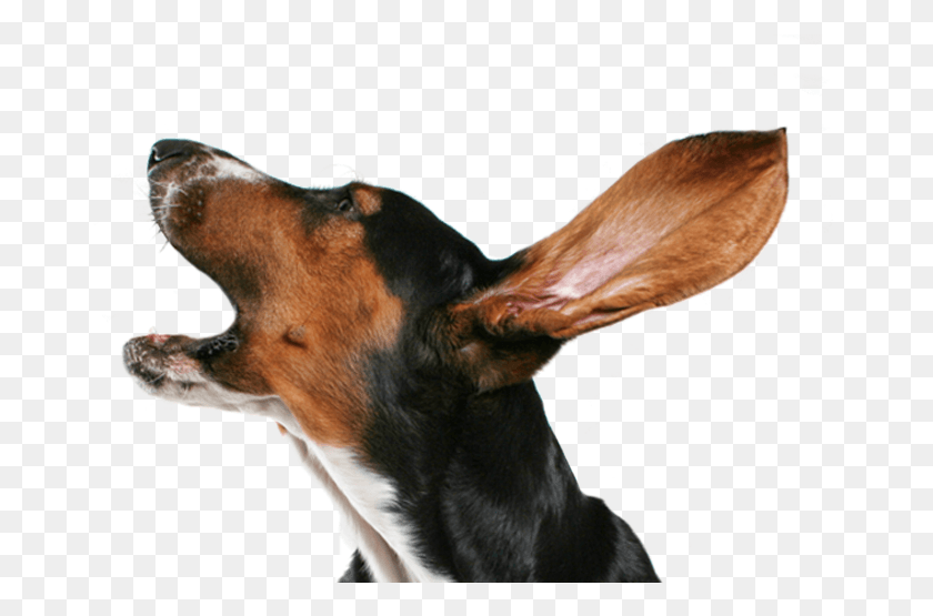 724x495 Bark Us A Line Or Two Dog Barking No Background, Hound, Pet, Canine HD PNG Download
