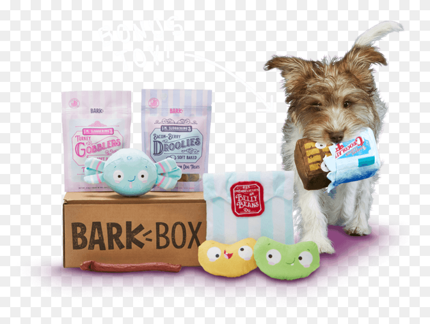 1340x985 Barkbox A Monthly Box Of Dog Goodies Starting At 22 Yorkshire Terrier, Pet, Canine, Animal HD PNG Download
